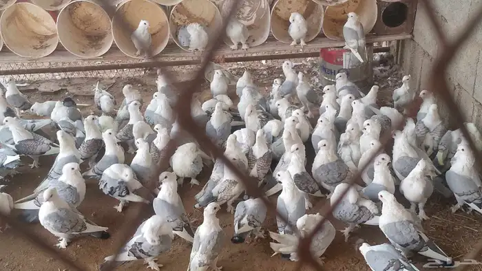 دجاج براهما دجاج رومي ارانب حمام سمك سلاحف سناجب وز عراقي 7