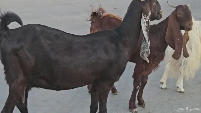 3 معزا مشاريك فواخر اشباب دفيع فوق 3 شهور متاومة فحص سونار 1