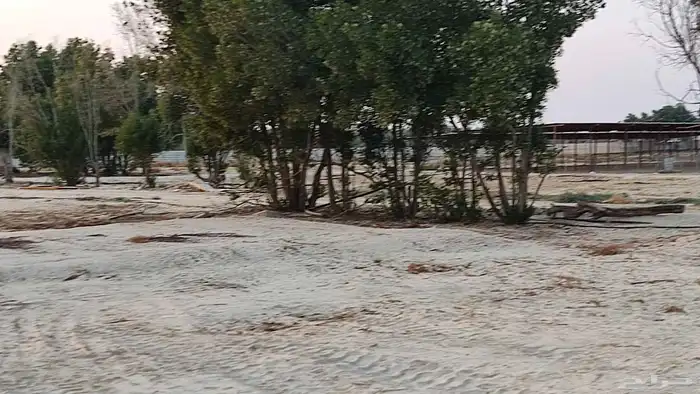 مزرعه غرب مليجه مساحه 90 الف 4