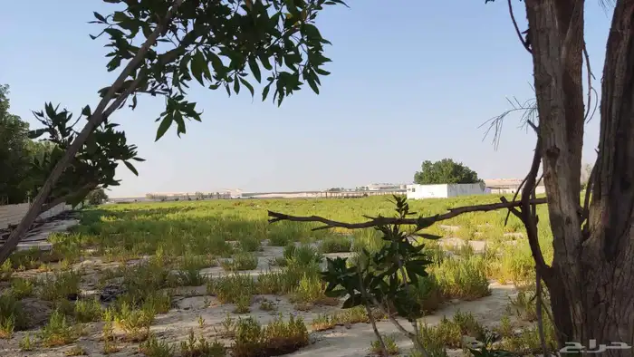 مزرعه غرب مليجه مساحه 90 الف 1