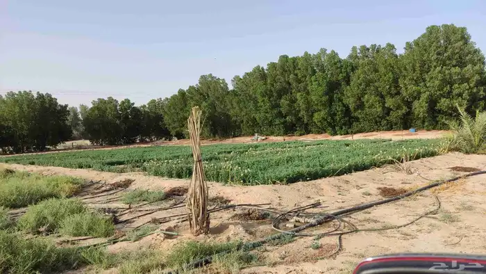 مزرعه بمليجه جنوب النعيرية 20 ك صك الكتروني 8