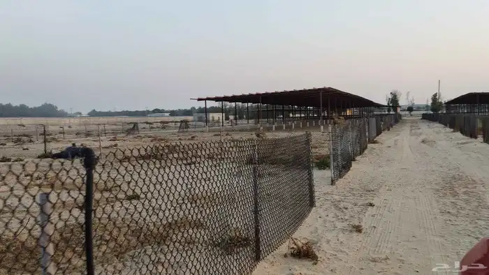 مزرعه غرب مليجه مساحه 90 الف 8