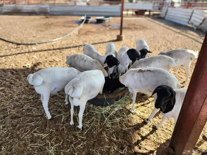 خرفان بربري فل شحم ولحم ما شاء الله تبارك الله 7