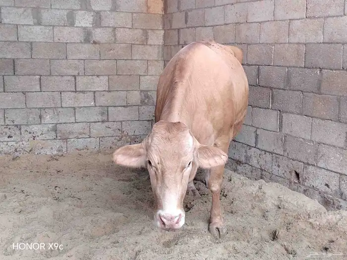 بقرة دنماركيه 0