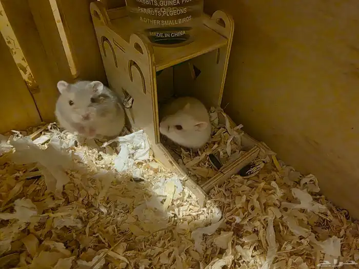 هامسترين ونتر وايت 2