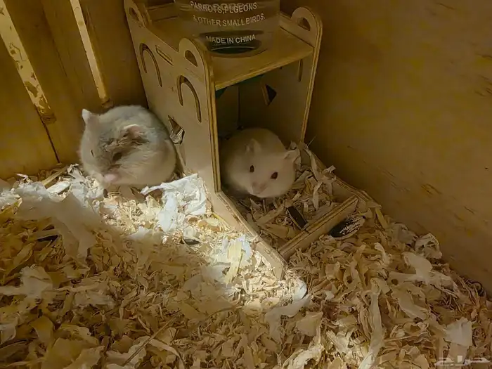 هامسترين ونتر وايت 1