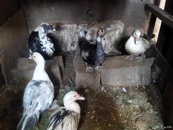 بط للبيع مصري 3