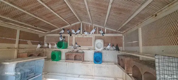 اجواز حمام باكستاني( للبيع ) 2