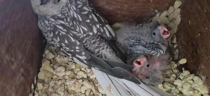 كرواون هولندي 3