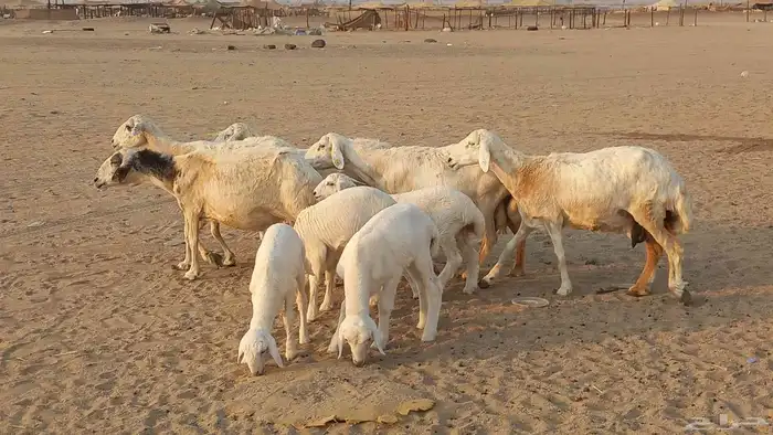 غنم خلفات العدد 5تختها 5 2