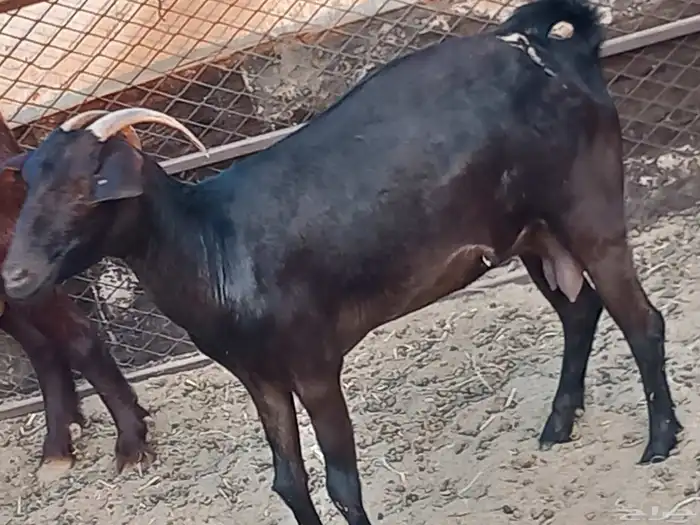 ماعز جنوبي 7