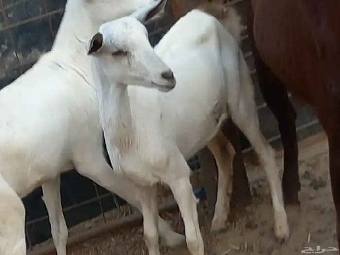 ماعز جنوبي 2