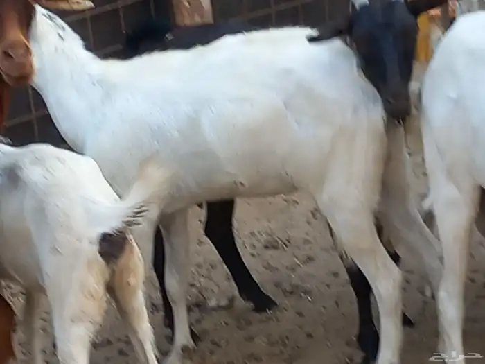 ماعز جنوبي 1