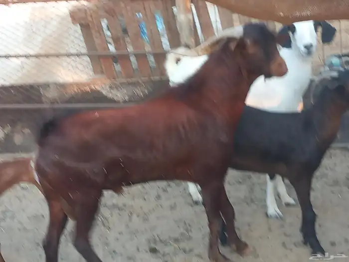 ماعز جنوبي 6