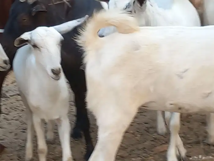 ماعز جنوبي 5