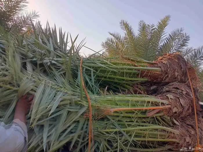 مكه المكرمه 5