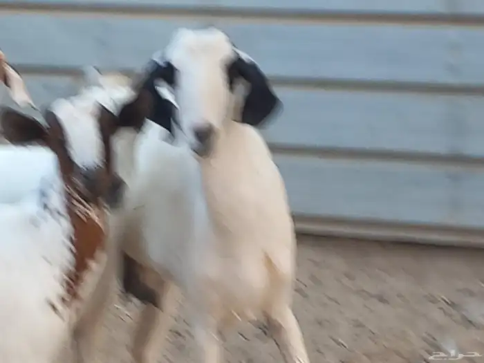 ماعز جنوبي 4