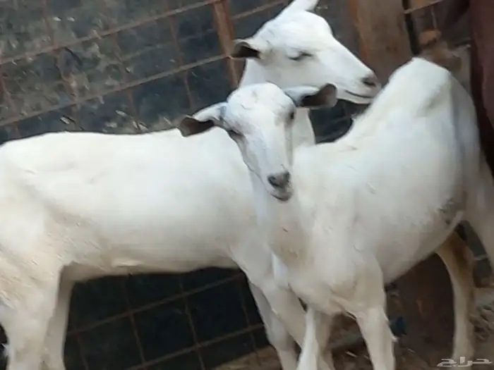 ماعز جنوبي 0