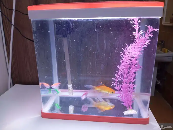 حوض اسماك للبيع مع السمك 1