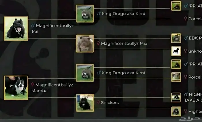 أنثى بولى بوكيت بيتبول 3