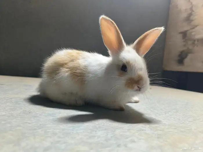 ارانب للبيع على السوم التواصل خاص 0