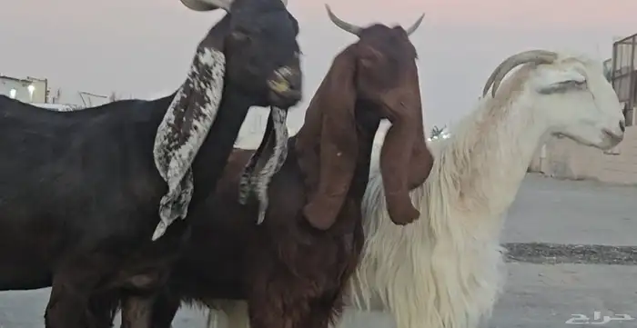 3 معزا مشاريك فواخر اشباب دفيع فوق 3 شهور متاومة فحص سونار 0