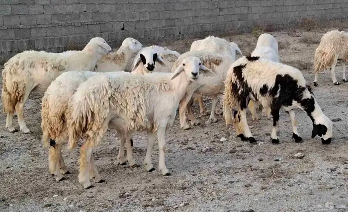 ضان مقاني رعويه دفاع للبيع 1