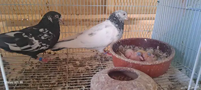 اجواز حمام باكستاني( للبيع ) 0