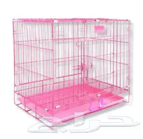 كلب صغير هجين شيتوس ومالتيز واضح في الصوره عمر شهرين 3