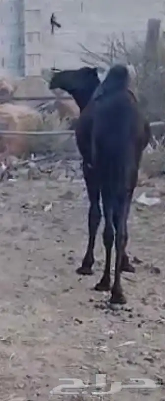 قعود للبيع 1