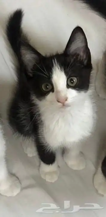 قطط ذكور لتبني 2