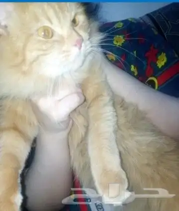 قطه انثى للتزاوج بالرياض حي الخليج تزاوج مده ثلاث ايام الى ا 0
