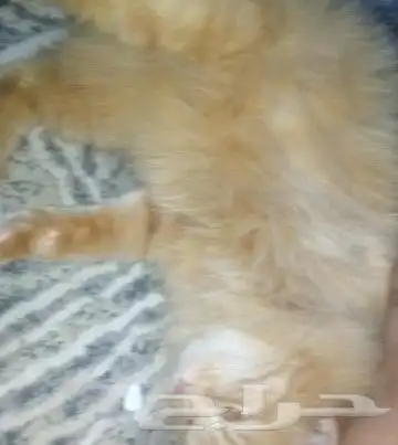 قطه انثى للتزاوج بالرياض حي الخليج تزاوج مده ثلاث ايام الى ا 1