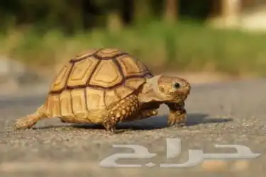 أريد سلحفاة للتبني 0