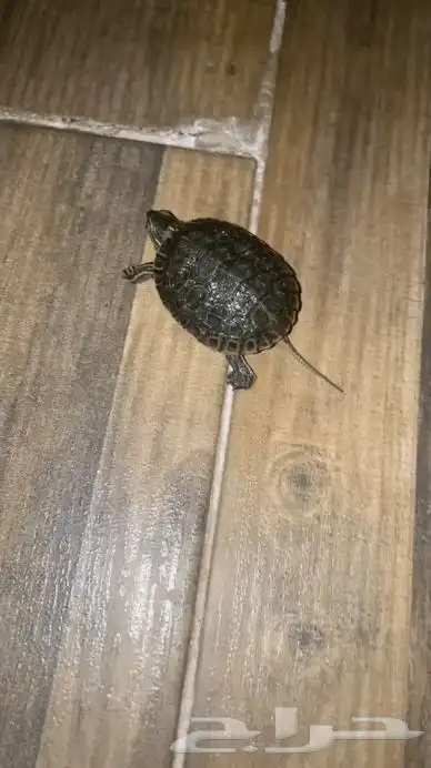 سلحفاء للبيع 1