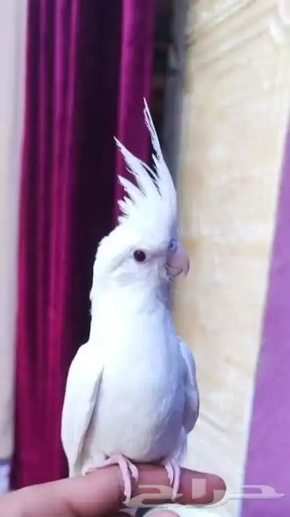 كروان البينو طفره نادر ابيض عيون حمراء مغرد 1