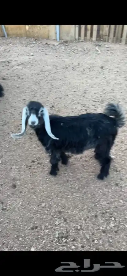 تيس بورقت عمره 9شهور وجفرتين مشاريك عارضي 2