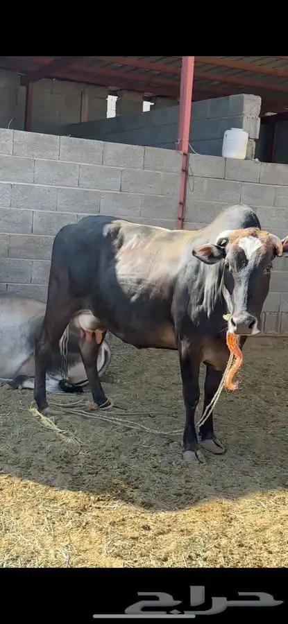 بقرة ناتج 1