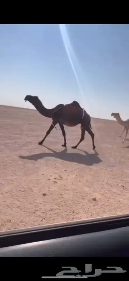 للبيع لقحه صفر ا ملاقي كفوو 0