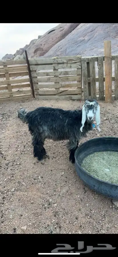 تيس بورقت عمره 9شهور وجفرتين مشاريك عارضي 1