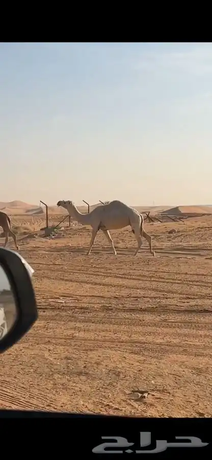 ضروبه للبيع 1