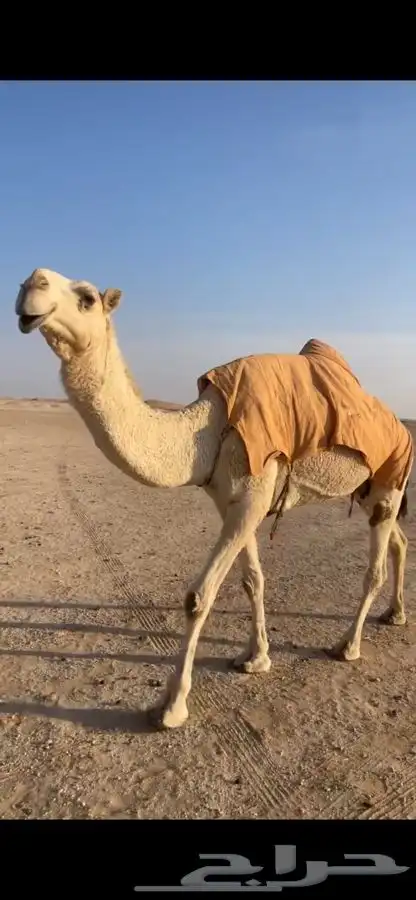 ناقه ضريبه شرط من العذاريب والعظم الكفو 1