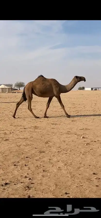 للبيع الناقه الضريبه الكفو 0