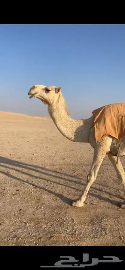 ناقه ضريبه شرط من العذاريب والعظم الكفو 0