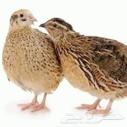 سمان (فري ) للبيع 0