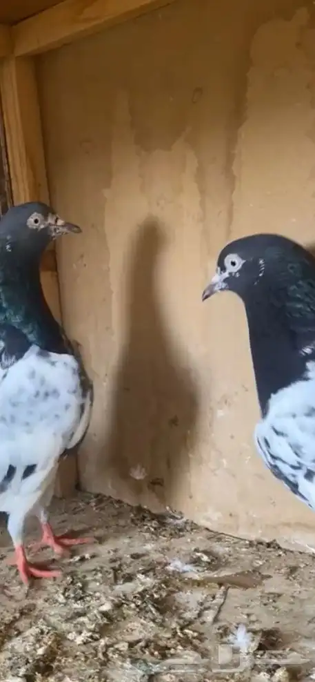 حمام باكستاني فاخر اساسا  من برع شروره طيورا مستويات 3