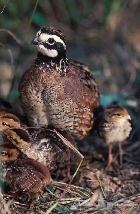 صوص سمان كاليفورنيا وبوب وايت 0