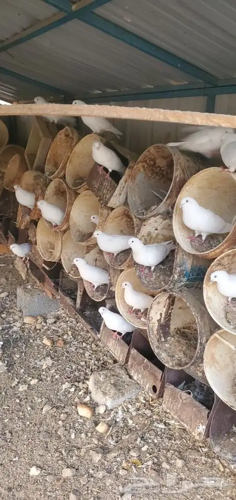 حمام فرنسي عدد 20 جوز تقريبا منتج 1