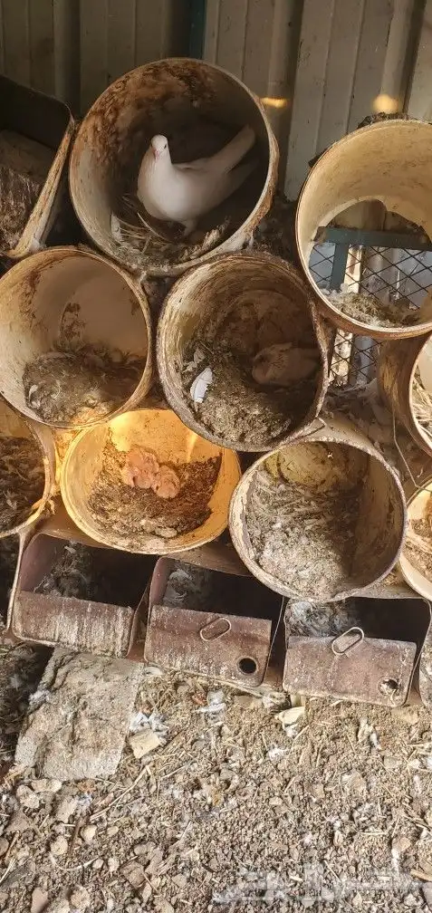 حمام فرنسي عدد 20 جوز تقريبا منتج 4