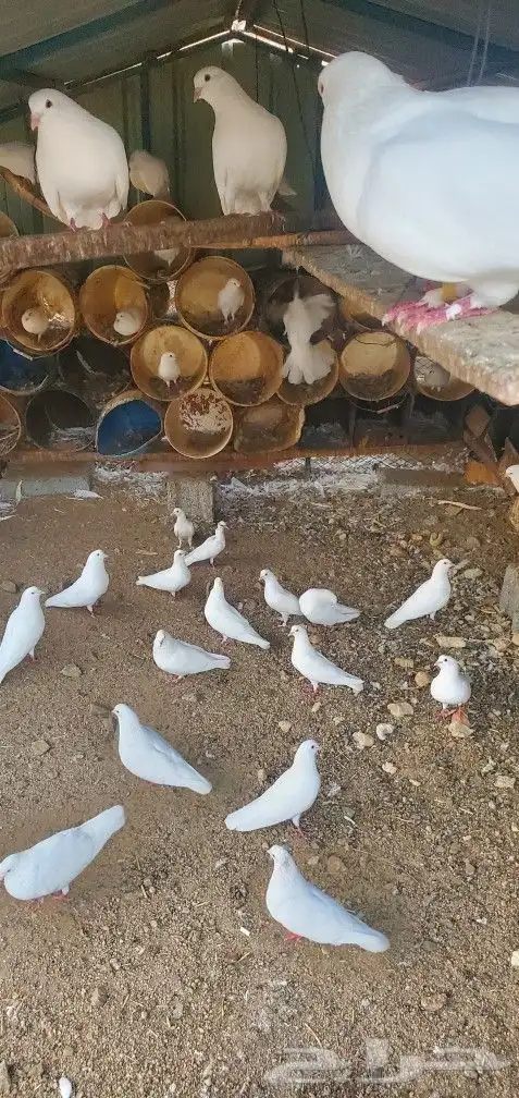 حمام فرنسي عدد 20 جوز تقريبا منتج 0